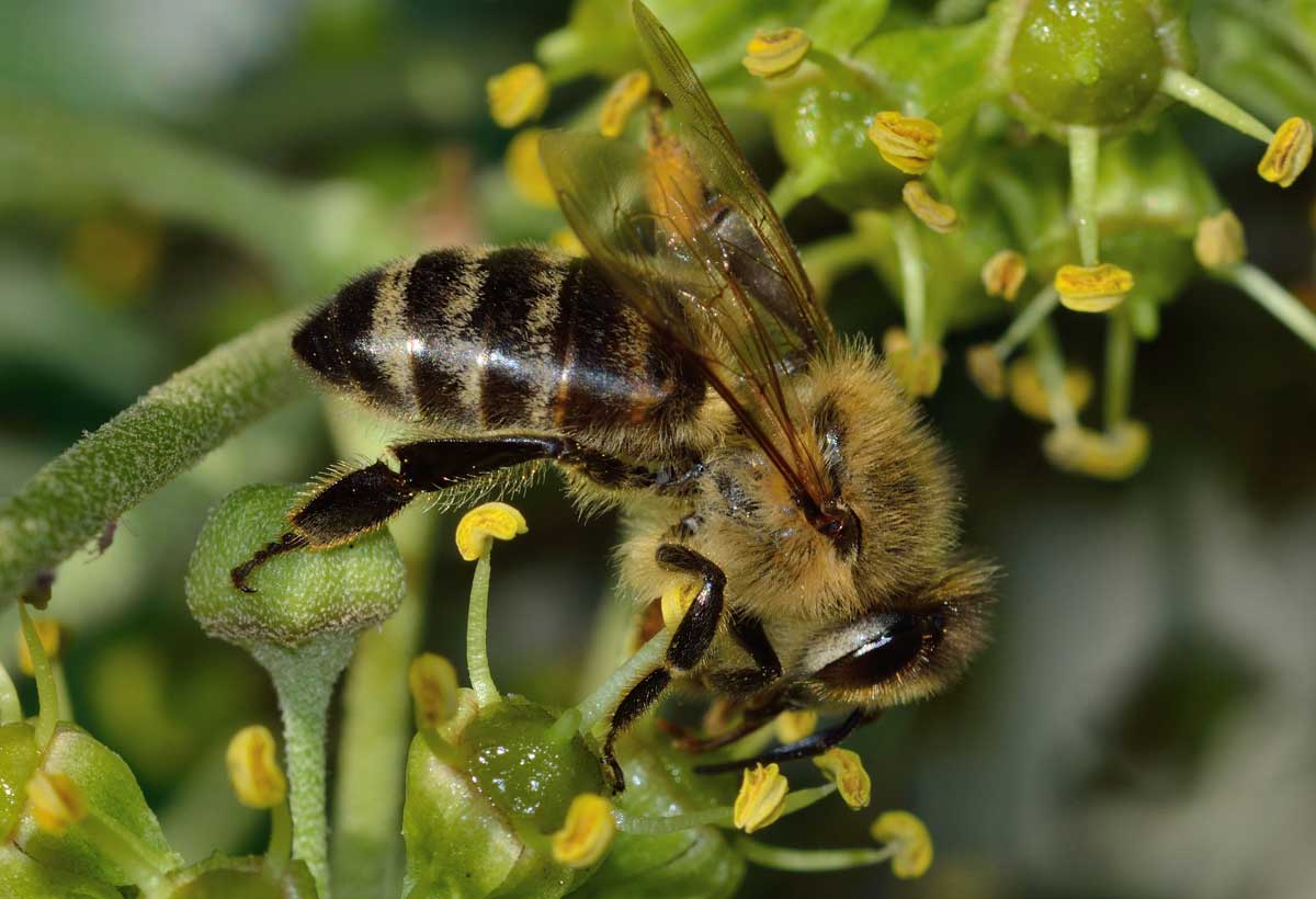 Invito Seminario tutela e sanità delle api – prove efficacia MAQS